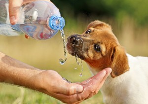 A dog (puppy Jack Russel) drinking water flowing from a bottle to a man's hand